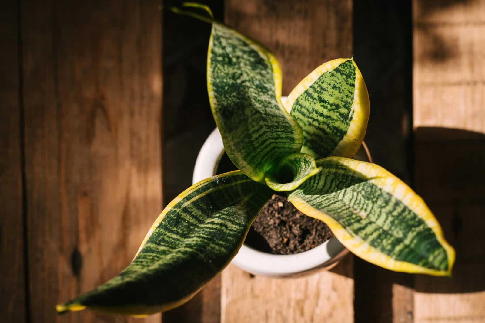 Green and Yellow Plant in White Ceramic Pot