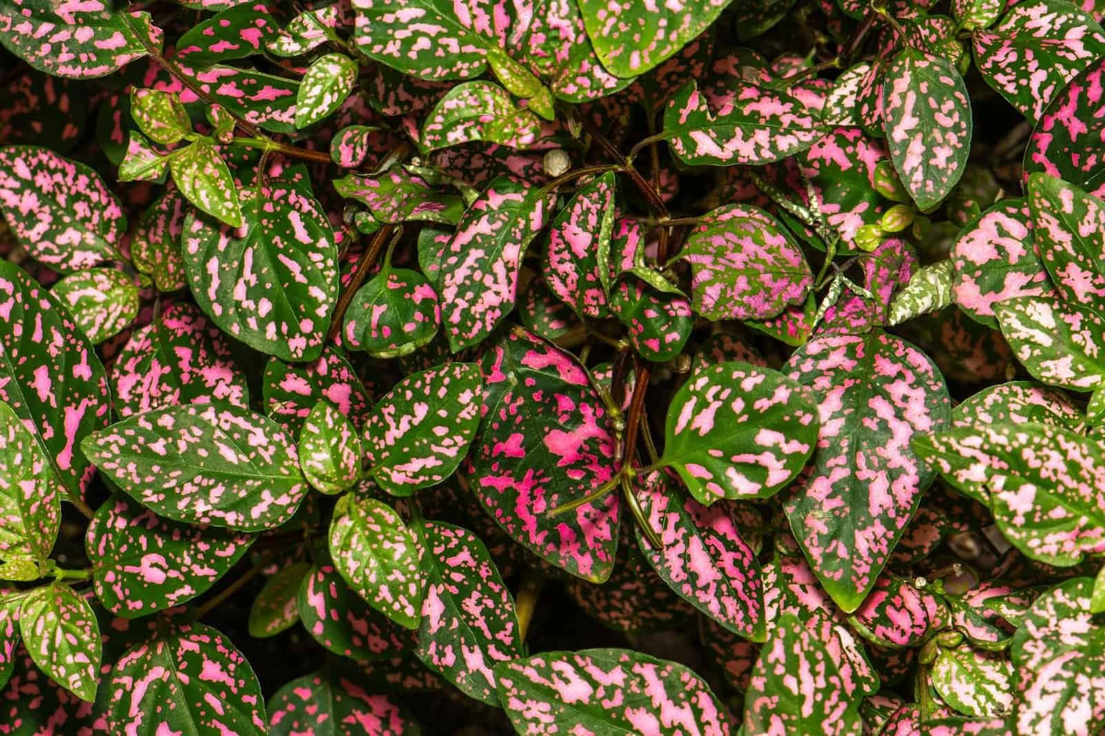 potted leaves of hypoestes phyllostachya plant growing in exotic garden