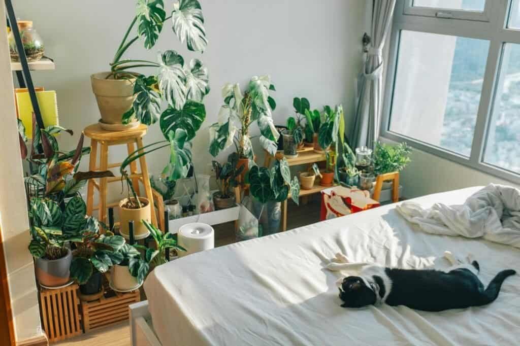 green indoor plants beside the bed