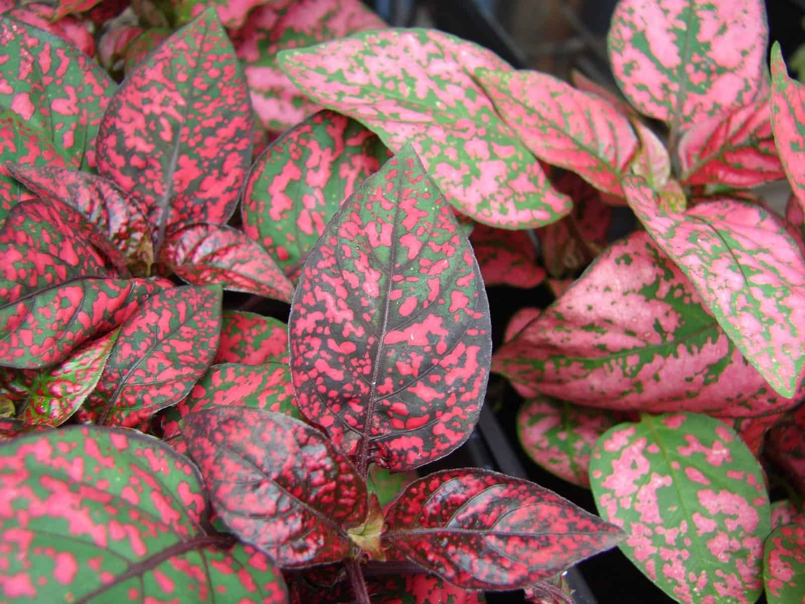 picture of dotted pink leaves