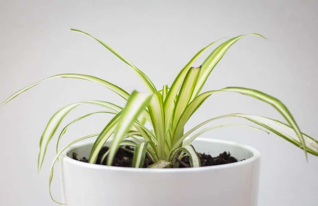 image od spider plant in white tub