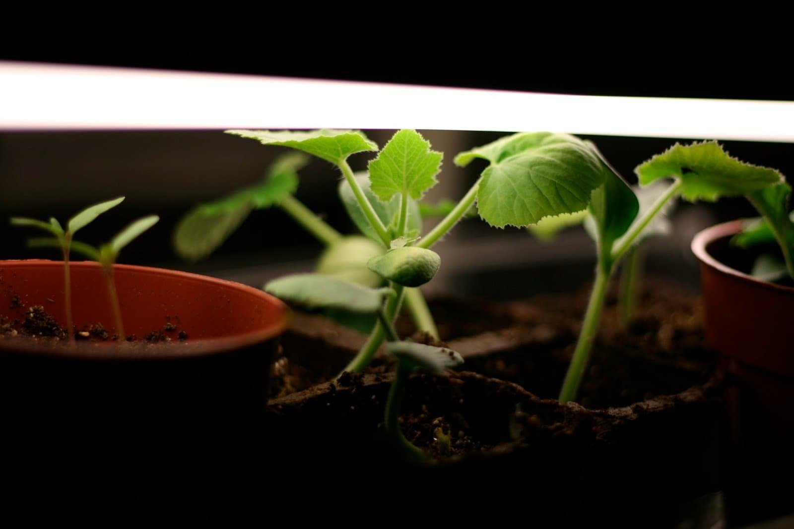 a littile plant under light