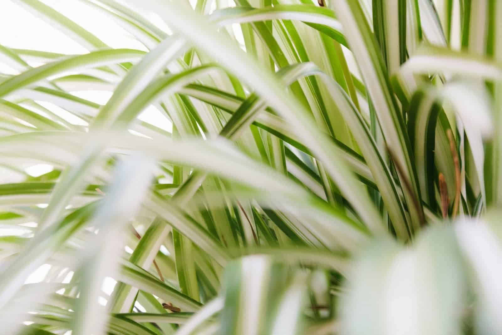 picture of a spider plant