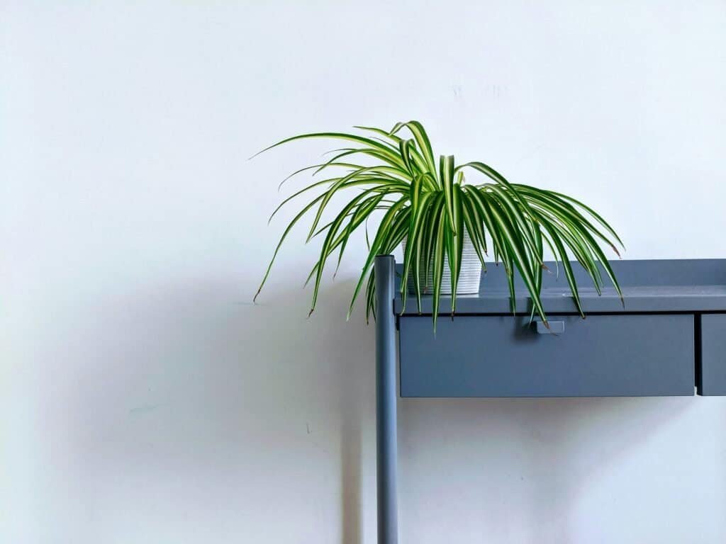 picture of a spider plant in white pot