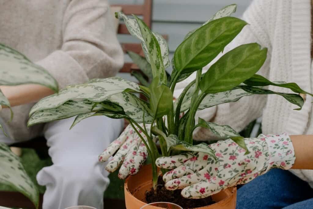 Planting Plant in a Pot