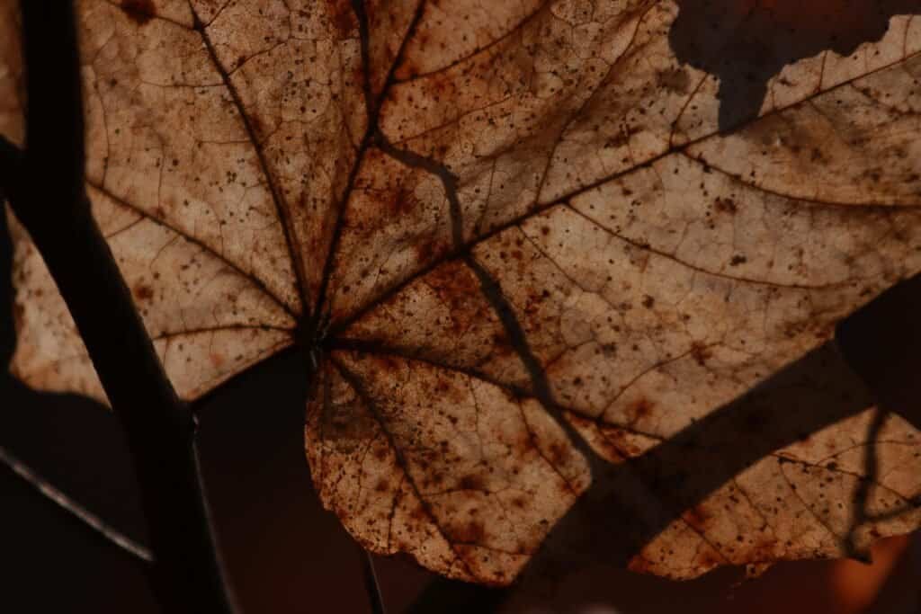 Brown Dried Leaf in Macro Photography