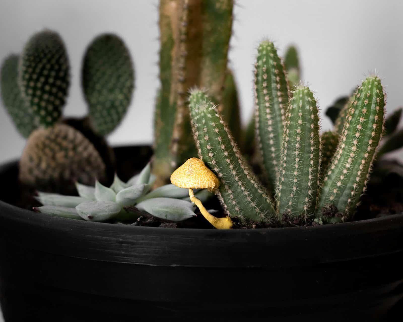 Single Mushroom and Various Succulents Growing in a Large Flower Pot