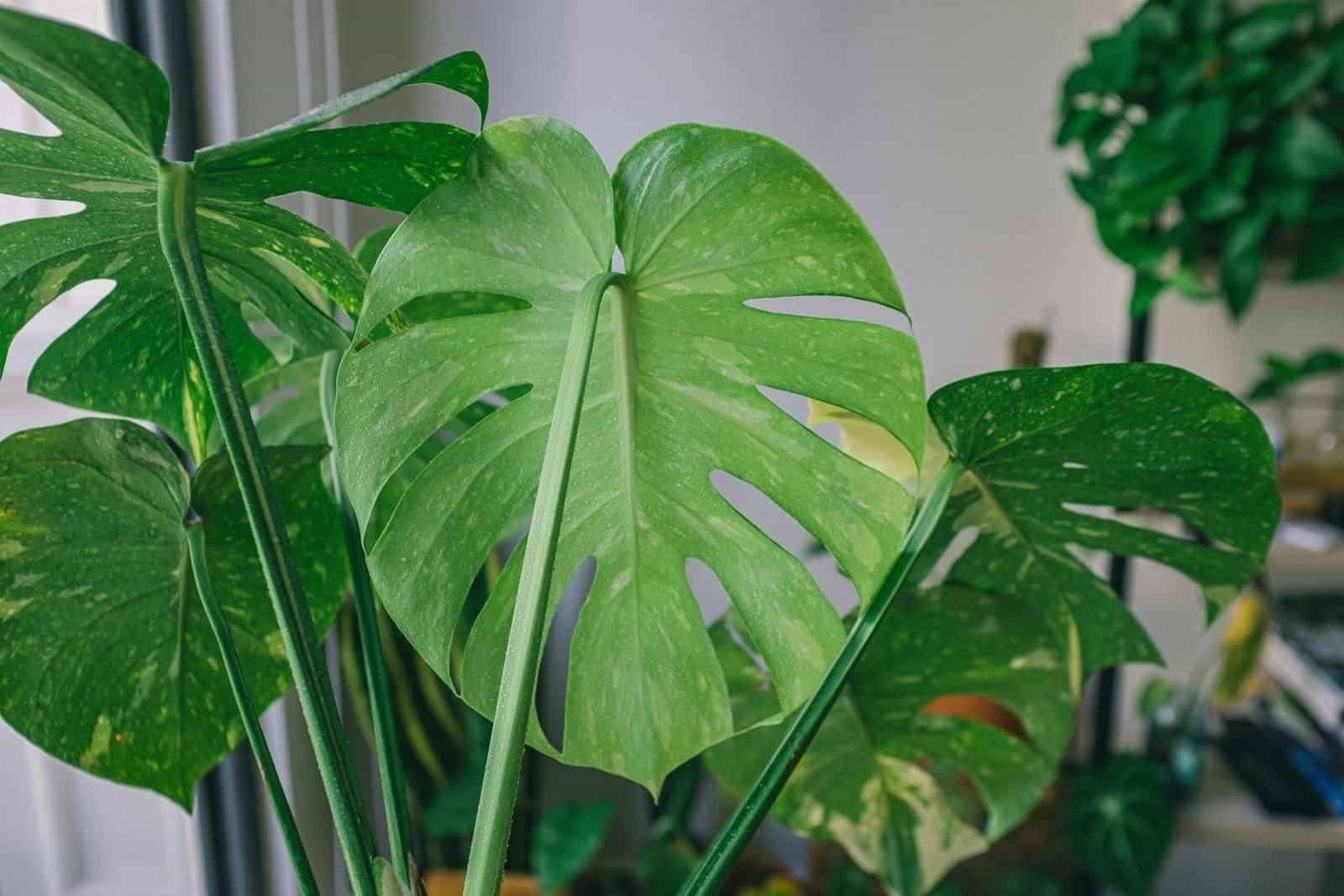 Green Leaf Plant in Close Up Photography