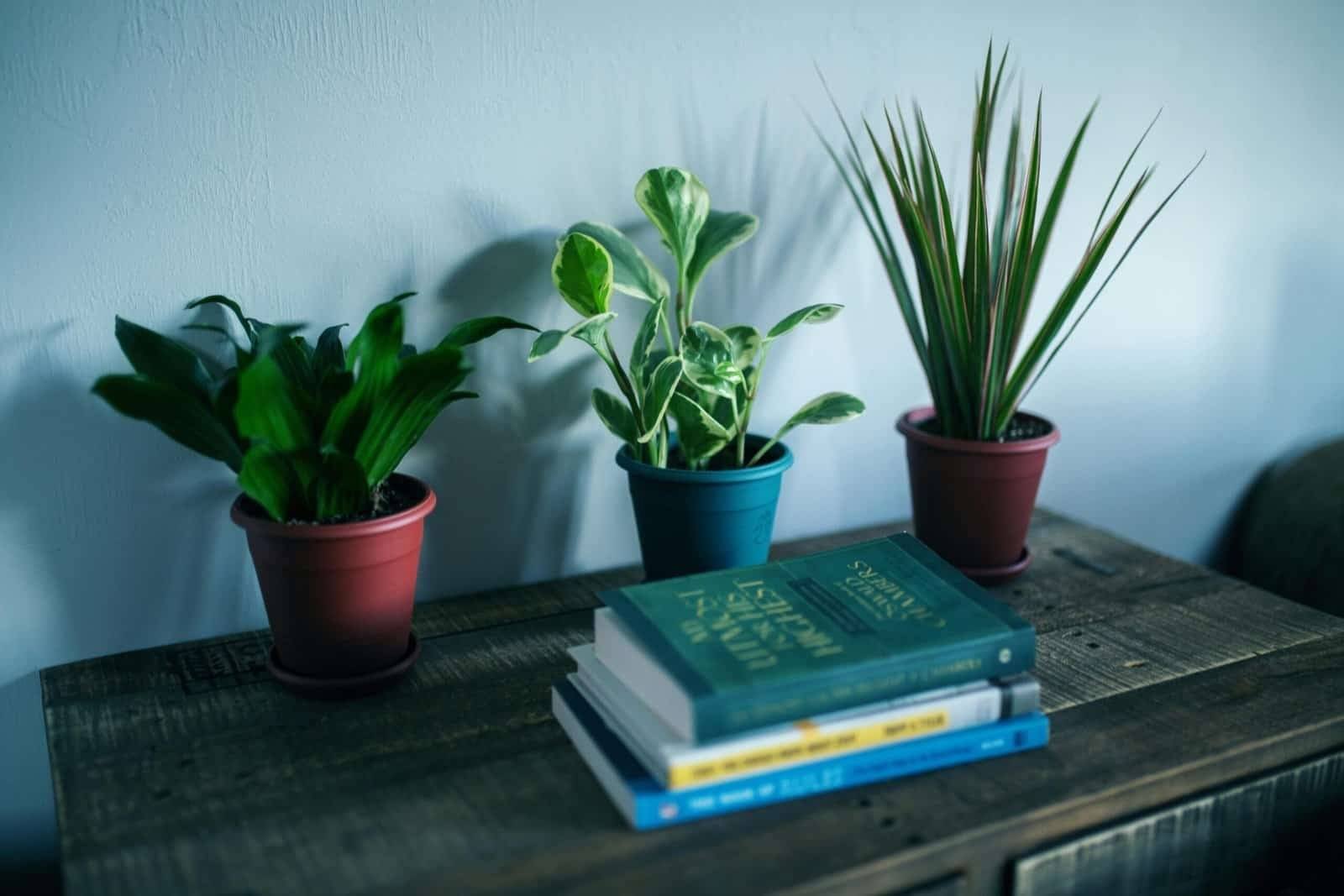 Photo of Houseplants Near Books