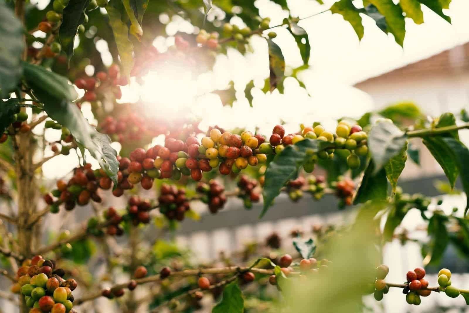 red and yellow coffee berries on branch