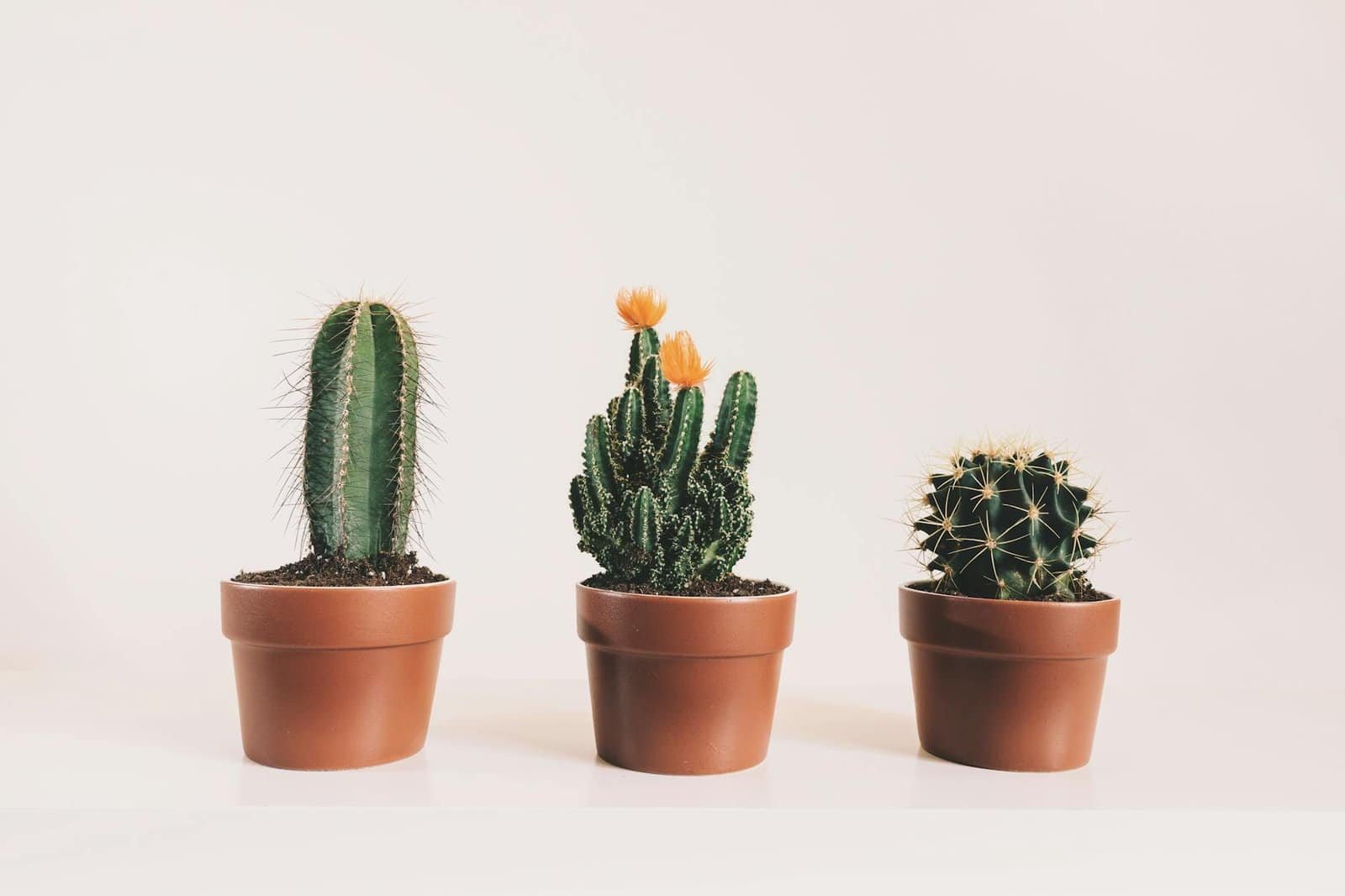 three potted cactus plants