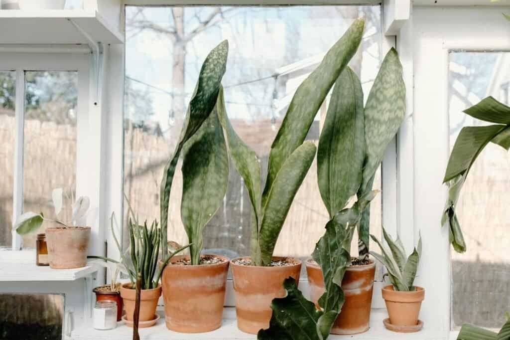 potted plants beside a window