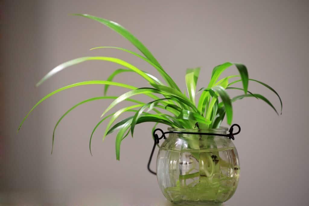 a spider plant in water tob