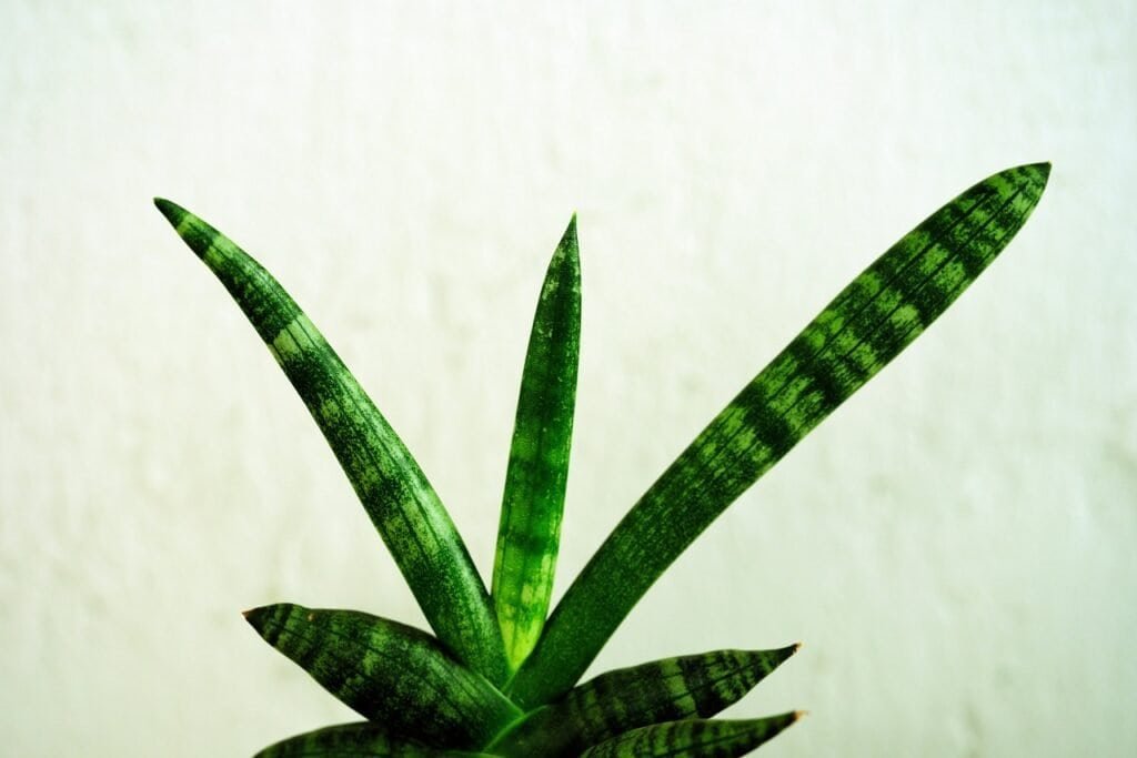 sansevieria, snake plant, mother-in-law's tongue-7439700.jpg