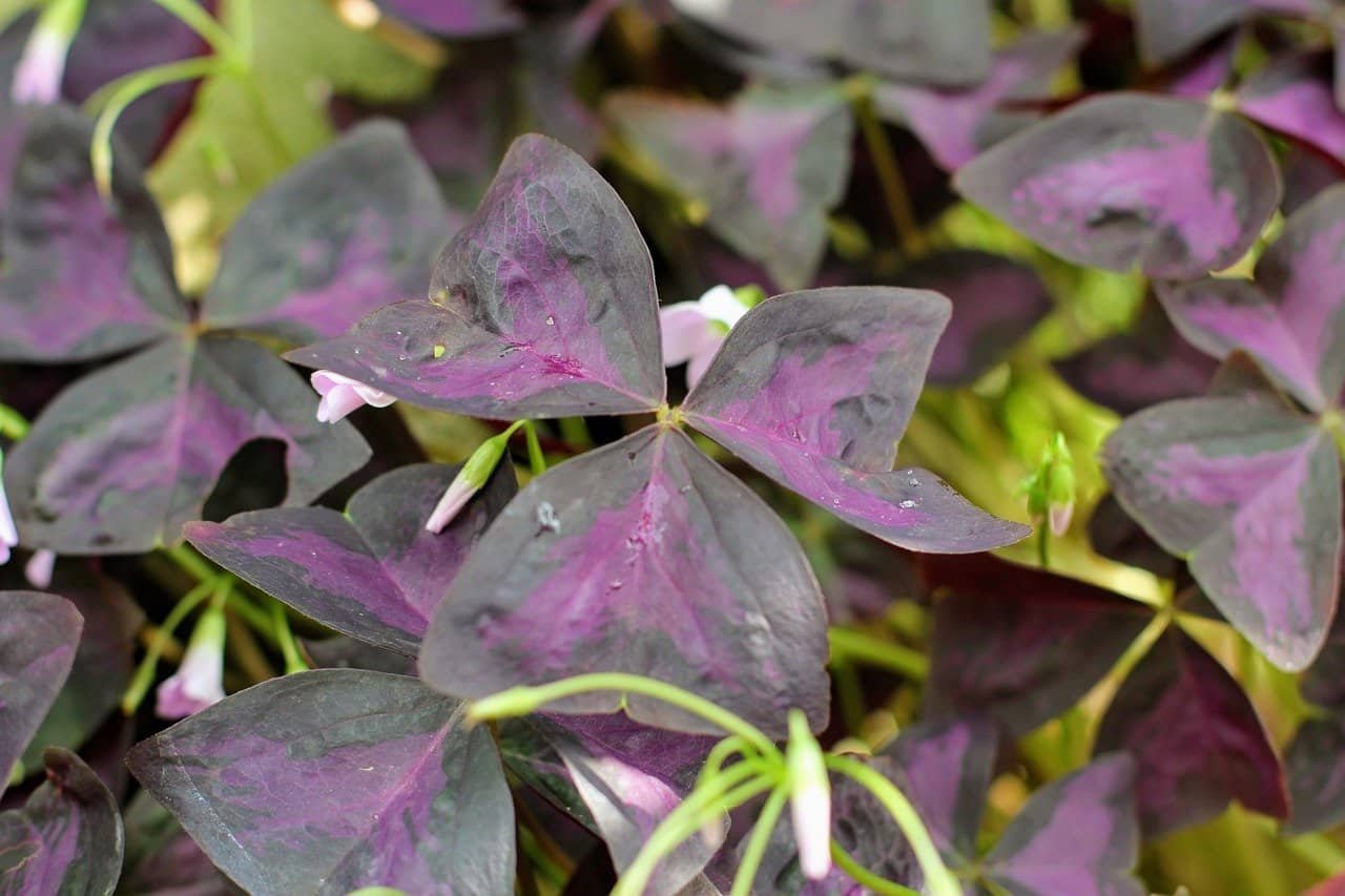 triangular clover, oxalis triangularis, four leaf clover-2649167.jpg