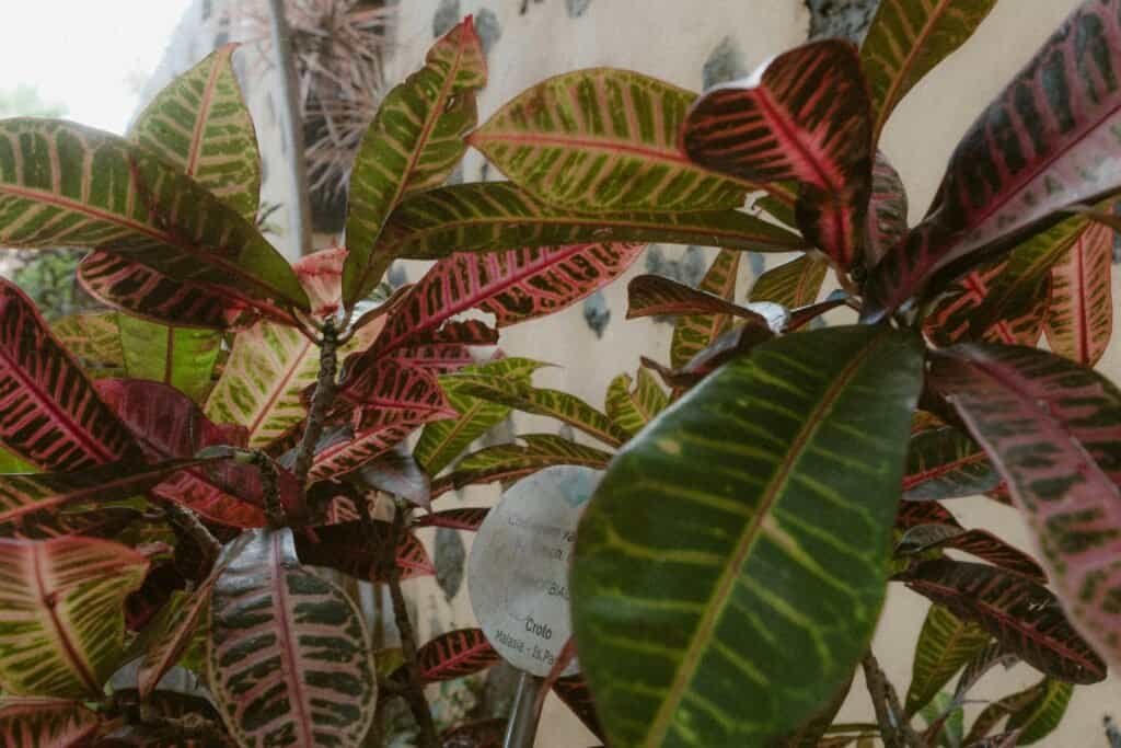 Colorful Leaves on Plant