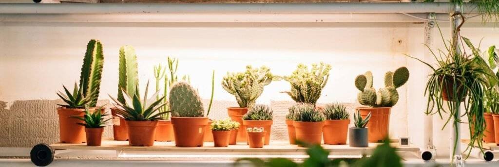 Shelves with a Collection of Small Cacti in Flowerpots