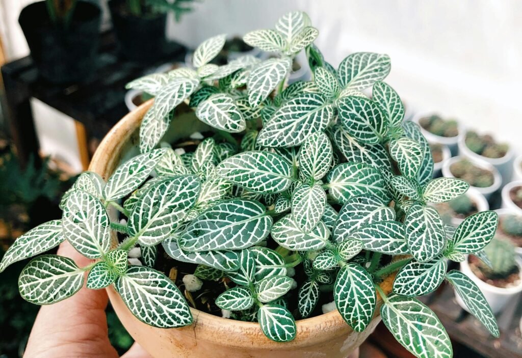 Person Holding Potted Nerve Plant