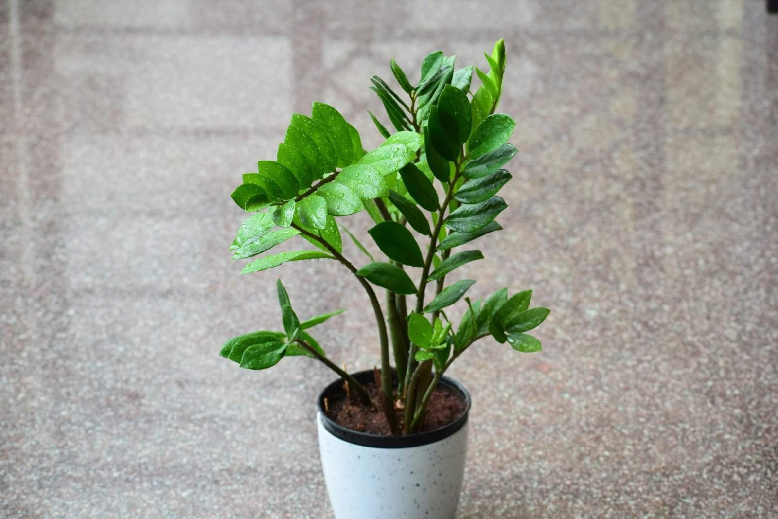 Aroid Palm Plant on White Ceramic Pot