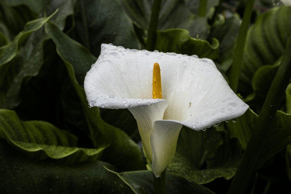 Calla Lily in Droplets