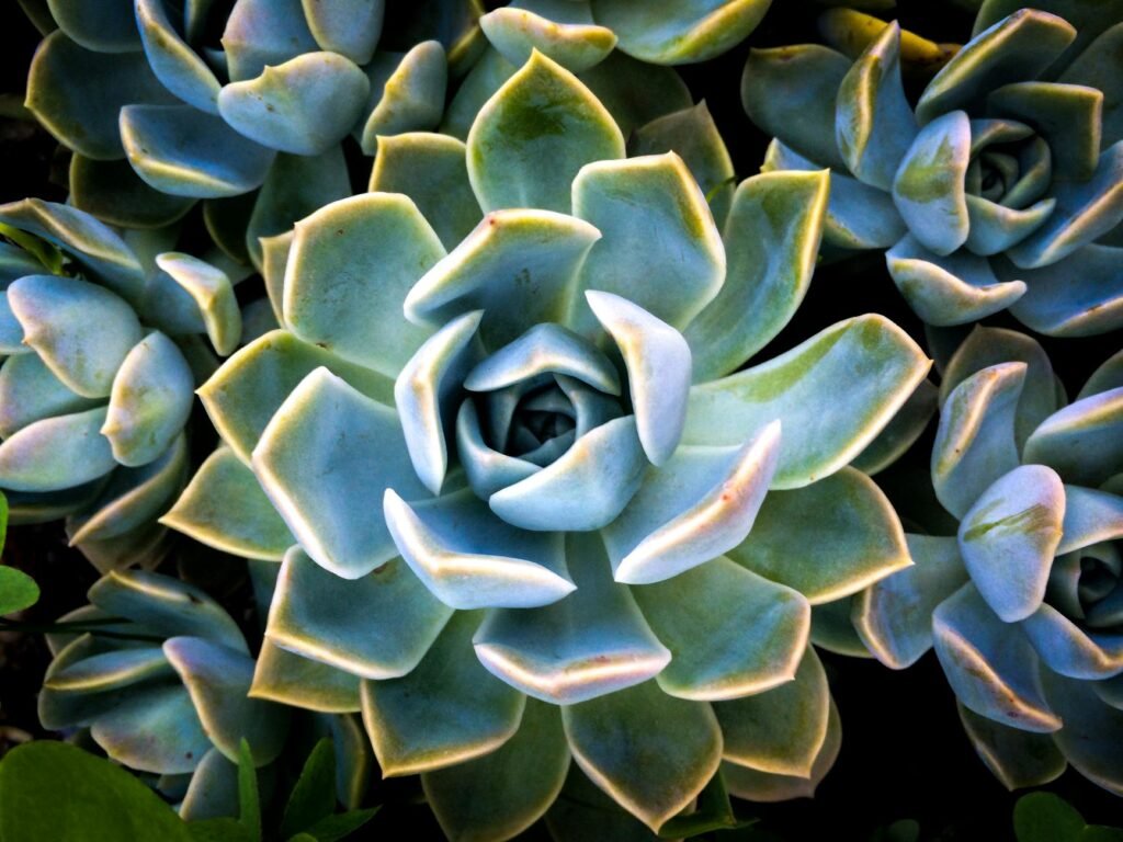 closeup photo of succulent flowers