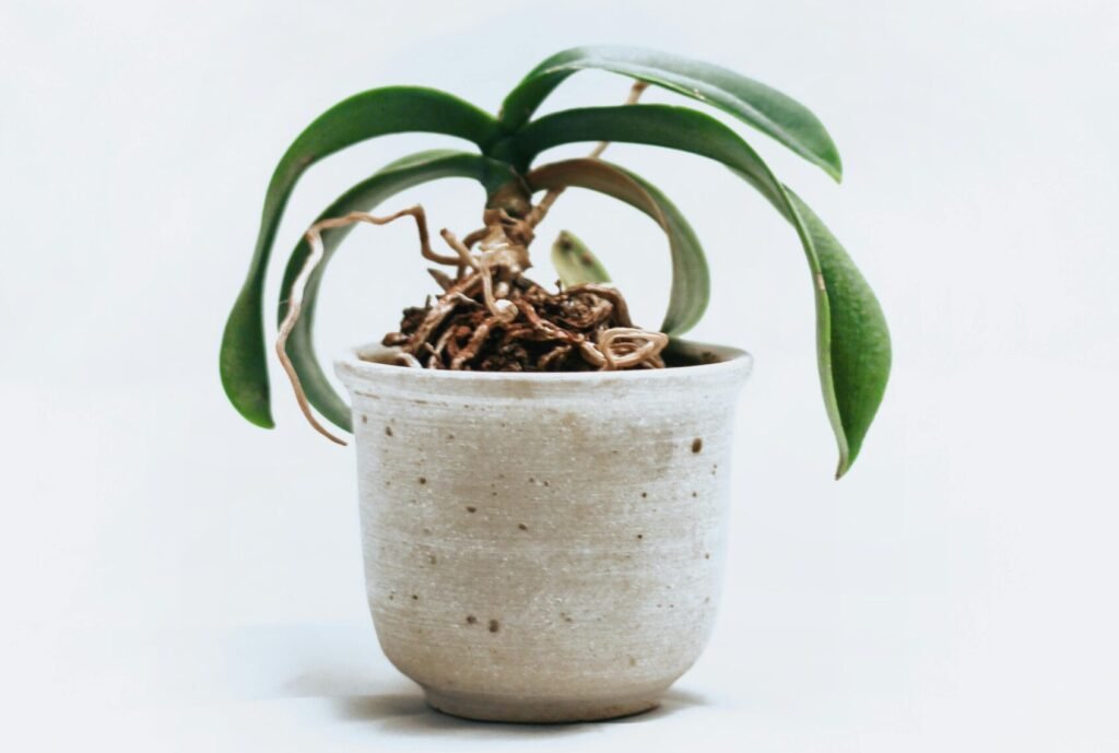 Green-leafed Orchid Plant on Pot