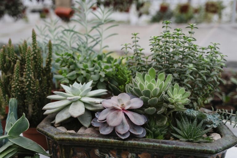 A Close-Up Shot of Potted Succulent Plants