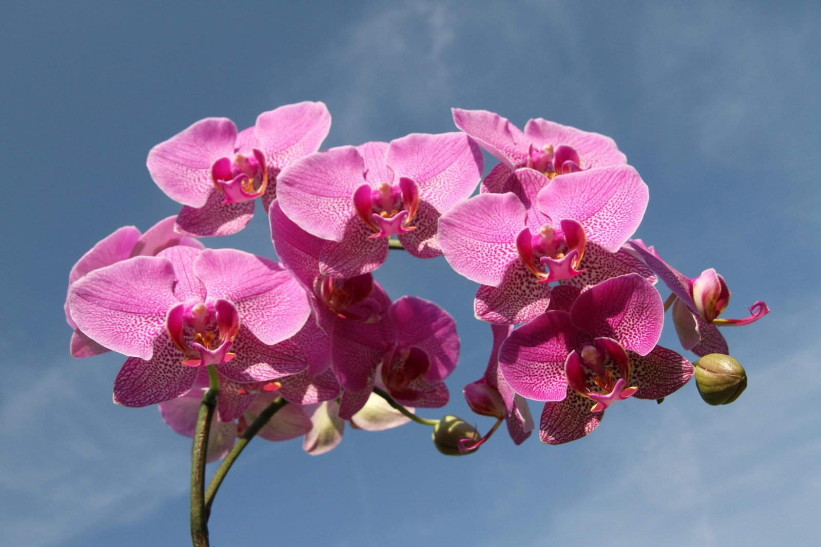 Pink Flower