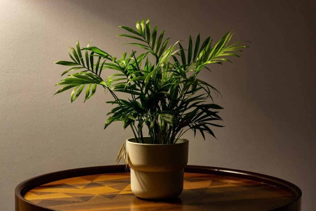 A small plant on the table