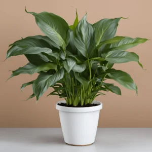 picture of a Spathiphyllum 'Adagio'