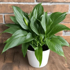 a picture of Spathiphyllum 'Clevelandii'