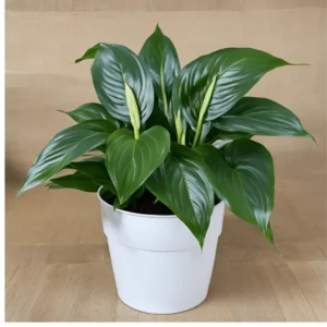 a picture of Spathiphyllum 'Domino'