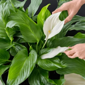 picture of a peace lily variety named Spathiphyllum 'Jessica'