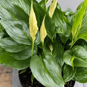 picture of a Spathiphyllum 'Mojo'