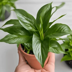 picture of a type of peace lily named Spathiphyllum 'Petite'