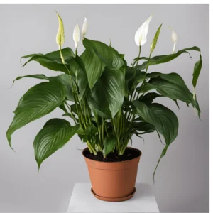 image of a Spathiphyllum 'Sensation'in pot