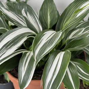 a pictuer of Spathiphyllum 'Silver Streak'