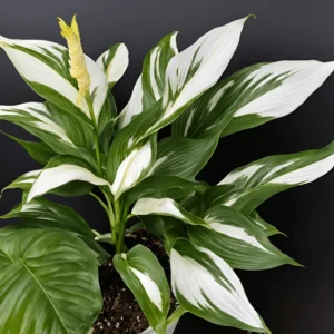 a picture of Spathiphyllum 'Starlight'