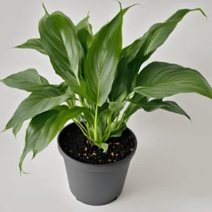 Spathiphyllum 'Sweet Chico'