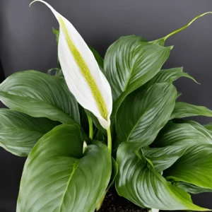 a picture of Spathiphyllum 'Tasson'