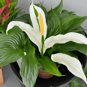 picture of a peacy lily type named Spathiphyllum 'Vivaldi'