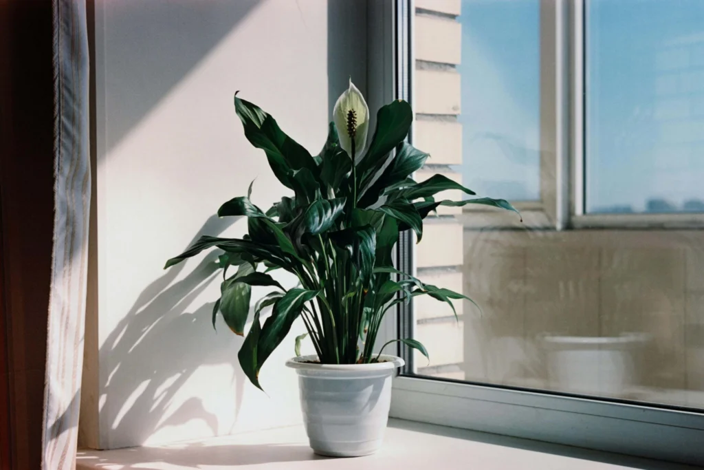 Green peace lily Plants in White Ceramic Pot 