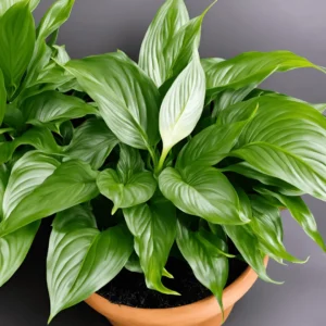 a types of peace lily Spathiphyllum 'Mauna Loa'