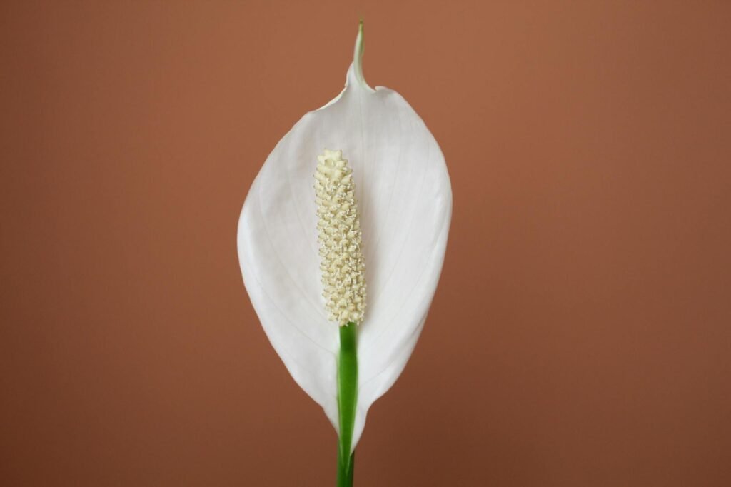 single peace lily