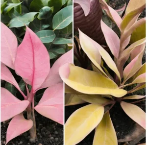 pink rubber plant leaves turning yellow