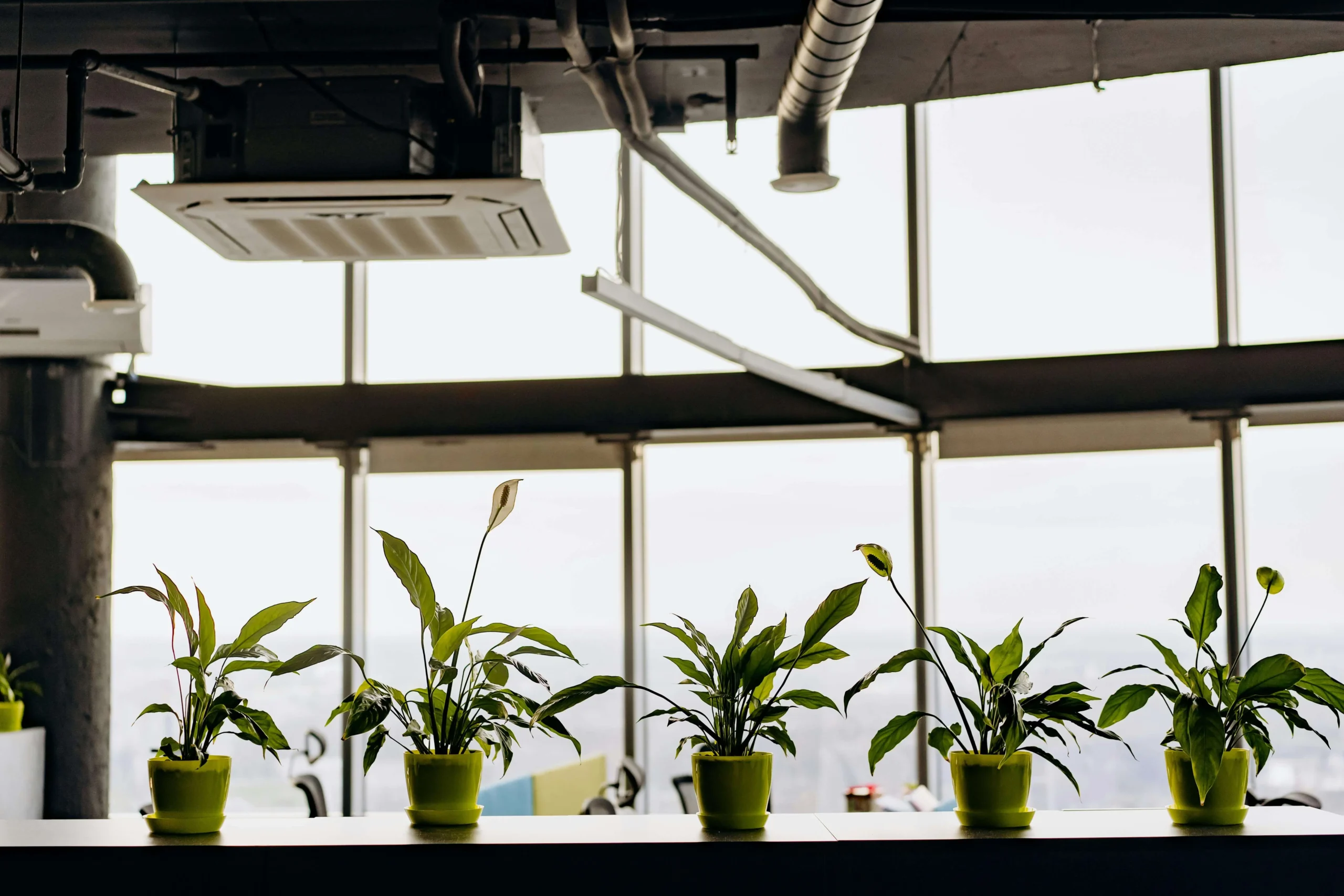 pottet peace lily of various types plant near glass window