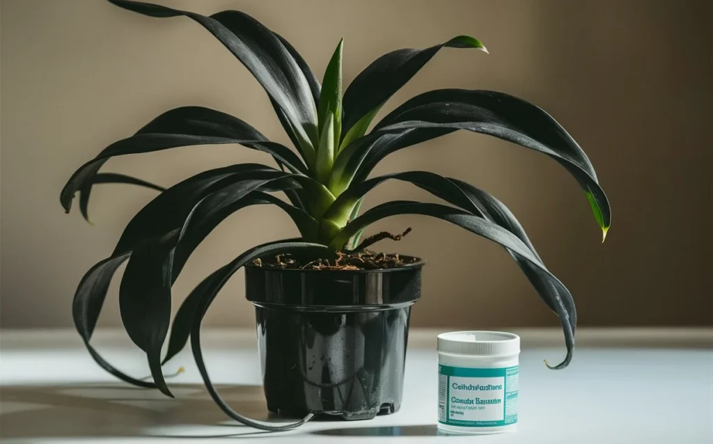 A Chlorophytum Orchidastrum plant with black leaves, placed in medium light. A small container of water conditioner is next to the plant, indicating the care process.