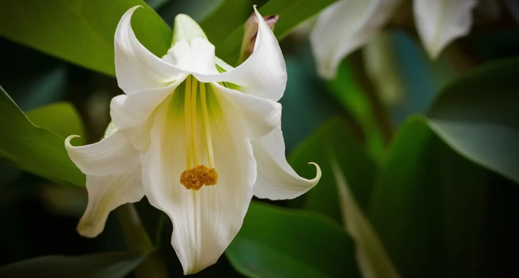 A close-up of a peace lily with its distinctive white spathes.