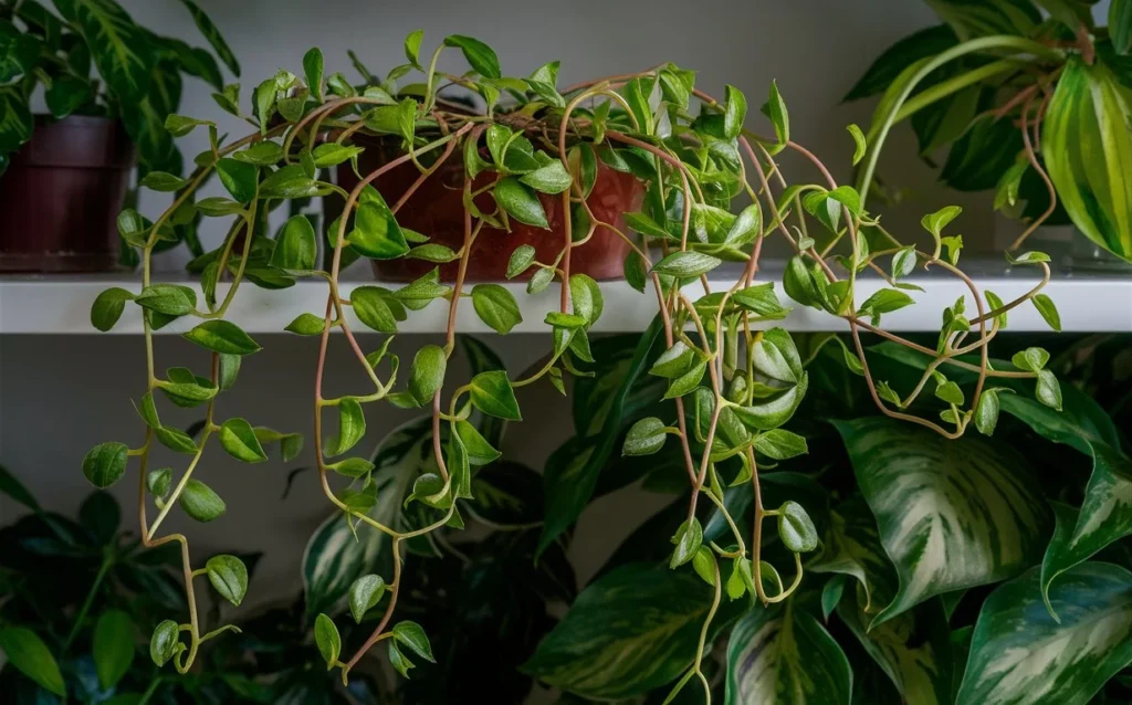 A Hoya plant with lush, trailing vines, placed on a shelf with other houseplants. The vines are weaving through another plant, showing its rampant growth