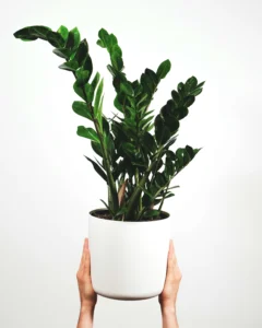 holding zz plant in white pot